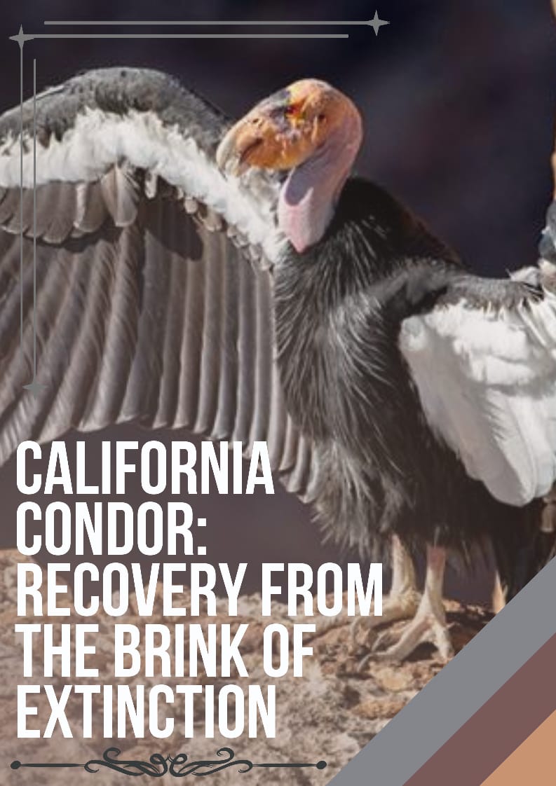 California Condor P