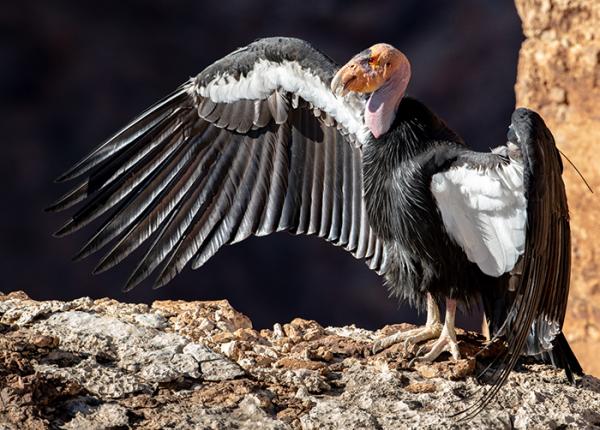 California Condor