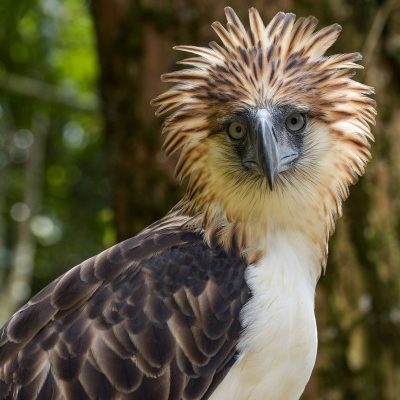 Philippine Eagle