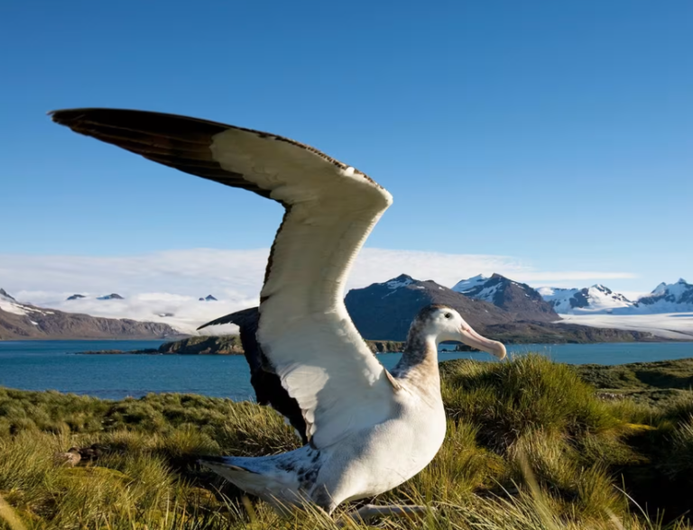 Wandering Albatross